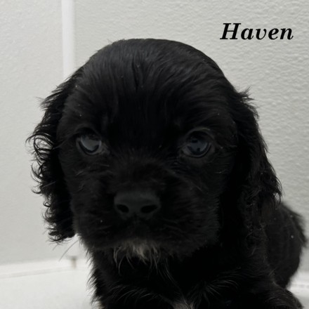 puppy, for, sale, Cockalier, Joe & Cherri  Overlease, dog, breeder, Miller, MO, dog-breeder, puppy-for-sale, forsale, nearby, find, puppyfind, locator, puppylocator, aca